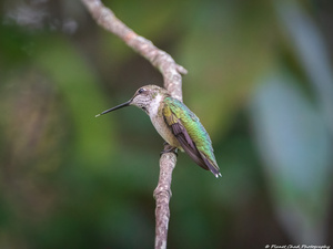 The Happy Hummingbird