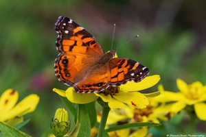  Painted Lady Butterfly - Full of Color