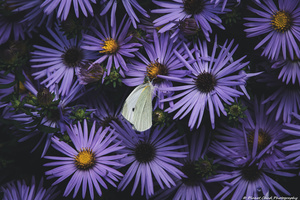 Cabbage White Butterfly on Aster - Artistic