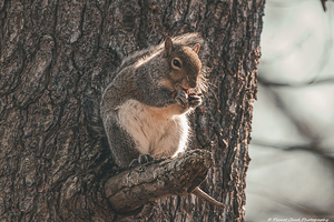 Windy Day Squirrel