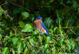 Bluebird in the Berry Tree