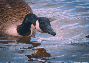 Intense Canada Goose