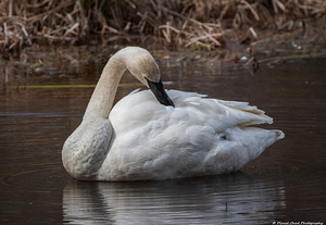 Preening Trumpeter Swan