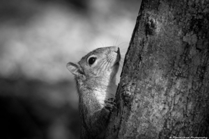 Squirrel Portrait - Black and White