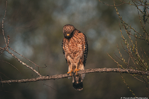 Hunting Red Shouldered Hawk