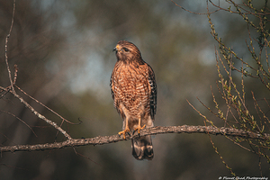 Curious Red Shouldered Hawk