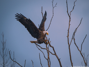 Bald Eagle - Sticking The Landing