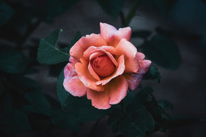 Rose - After Dusk Elegance