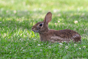 Eastern Cottontail - Backyard Bunny