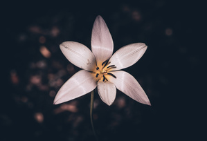 Lady Tulip - Elegance in Shadow