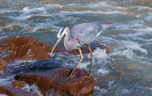 Great Blue Heron - Rock Hopper on the Hunt