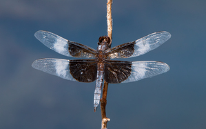 Widow Skimmer Dragonfly - Wings Like Stained Glass