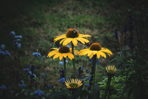 Yellow Coneflower Trio