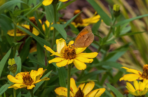 Sleepy Orange Butterfly - Yellow Zinnia Stopover