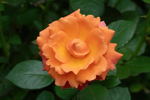 Orange Rose - Summer Garden Glow