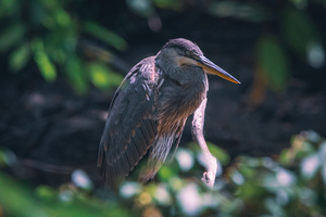 Great Blue Heron - Forest Nap in Dappled Light