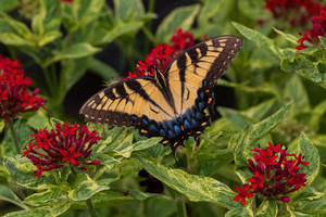 Eastern Tiger Swallowtail - Crimson Pentas Delight