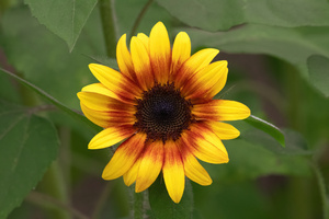 Firecracker Sunflower - Radiant Bloom