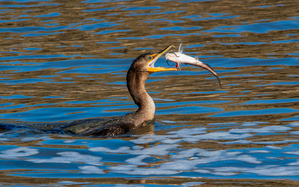 Double-Crested Cormorant – Catch of the Day