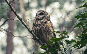 Barred Owl - Cloudy Day Perch
