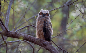 Great Horned Owlet - First Look at the World