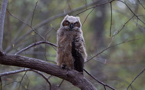 Great Horned Owlet - Forest Nap