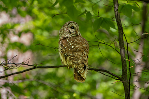 Barred Owl – Watcher in the Quiet Green