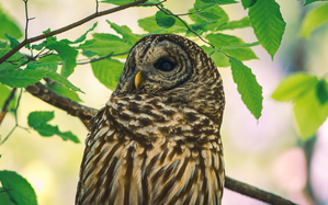 Barred Owl - Leaf-Light Gaze