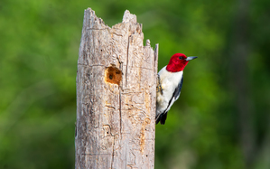 Red-headed Woodpecker - Keeper of the Hollow