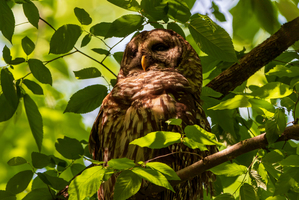 Barred Owl - Sun Dappled Light