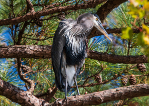 Great Blue Heron Contemplating Life