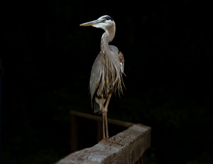 Great Blue Heron - From out of the Darkness