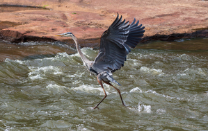Great Blue Heron - Rhythm of the Rapids