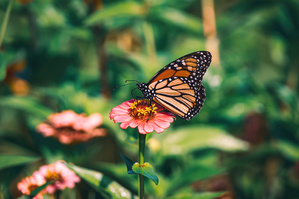 Monarch Butterfly - Zinnia Snack Break