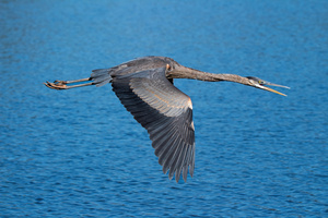Great Blue Heron - Glide and Gripe