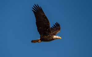 Bald Eagle - In Flight