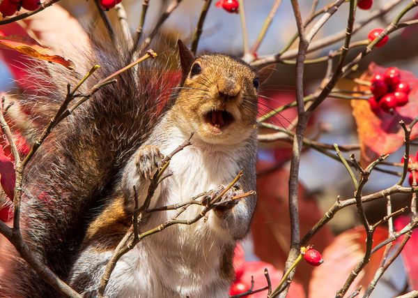 Eastern Gray Squirrel - A Toothy Tale by Chad Meyer