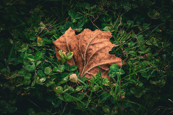 Sycamore Leaf - Sheltered in Clover by Chad Meyer