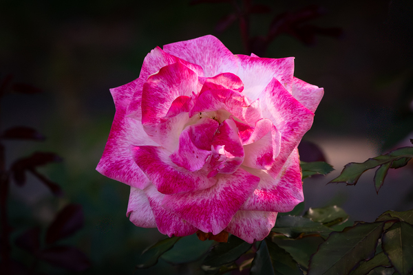 Pinkerbelle Rose - Hybrid Tea with Spicy Fragrance by Chad Meyer