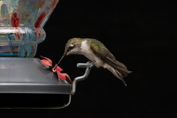 Nectar Moment - Ruby-throated Hummingbird Feeding by Chad Meyer