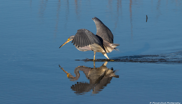 Tricolored Heron - Striking Reflection by Chad Meyer