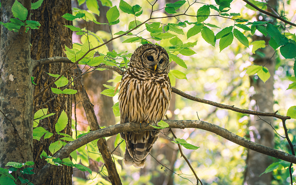 Barred Owl – Calm in the Canopy Print