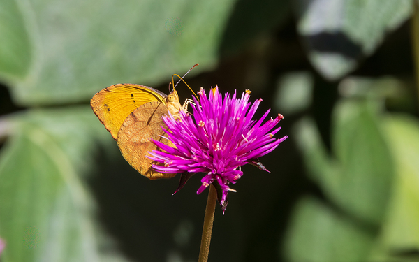 Garden Jewel - Sleepy Orange on Amaranth by Chad Meyer