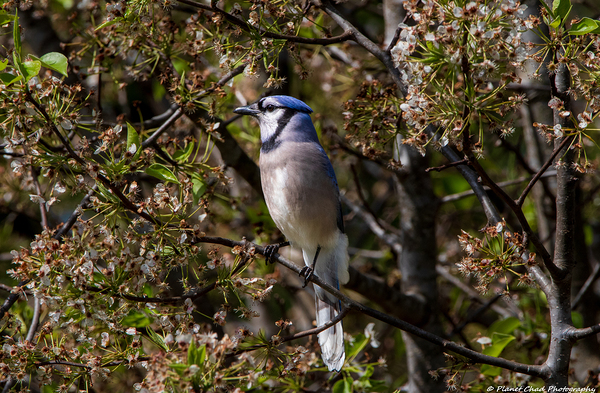 Blue Jay in the Bradford Pear Tree by Chad Meyer