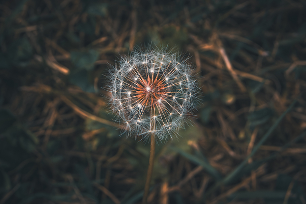 Dandelion - The Fragile Moment by Chad Meyer