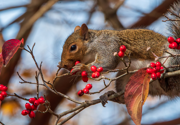 Eastern Gray Squirrel - Autumn Appetite by Chad Meyer