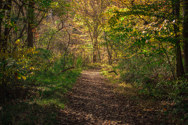 Forest Trail at Long Creek by Chad Meyer