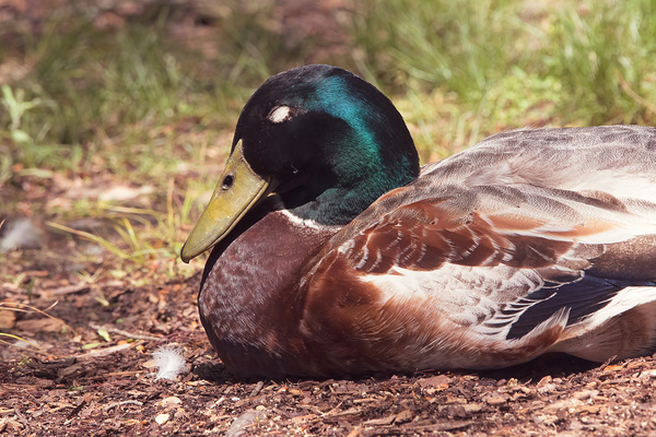 Mallard - Resting in the Light by Chad Meyer