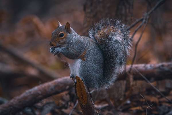 Eastern Gray Squirrel - Autumn Snack Break by Chad Meyer