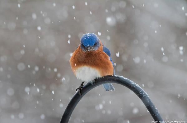 Unhappy Bluebird in the Snow  Print